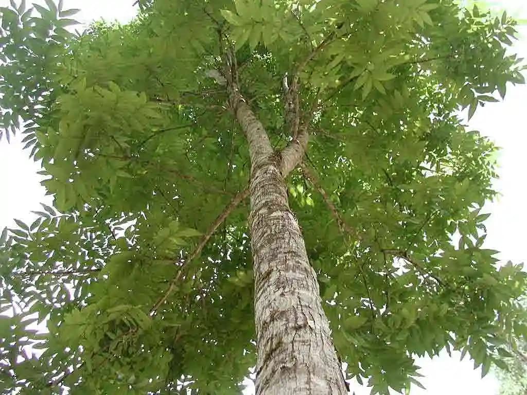 Sri Sai Forestry African Mahogany Tree Seeds, Swetania Mahogani Plant Seed - Image 8