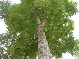 Sri Sai Forestry African Mahogany Tree Seeds, Swetania Mahogani Plant Seed 8