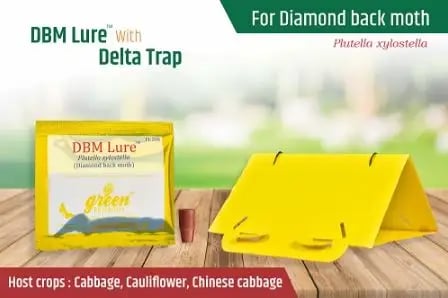 Delta Pheromone Trap with DBM Pheromone Lure for controlling Diamondback Moth (Plutella xylostella)
