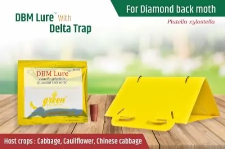 Delta Pheromone Trap with DBM Pheromone Lure for controlling Diamondback Moth (Plutella xylostella)