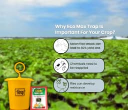 Chipku Pheromone Ecomax Trap With Melon Fly Lure (Bactrocera Cucurbitae) Feeding By The Larvae. For Gourds, Pumpkin, Tomato, Water Melon, Zucchini 10