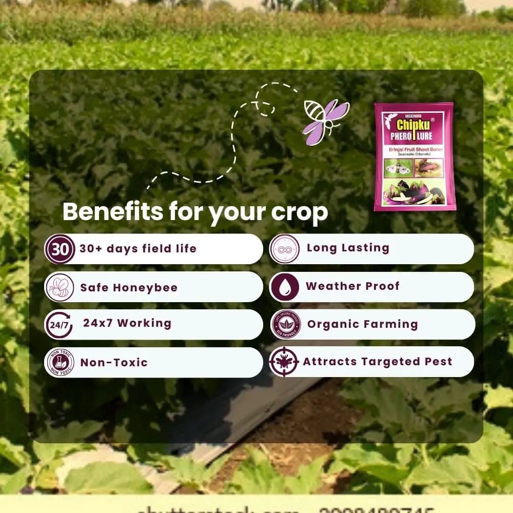 Chipku Pheromone Trap Funnel With Leucinodes Orbonalis Lure, To Catch Insect Moth Of Brinjal Fruit and Shoot Borer Lucin, Trap And Lure - Image 5