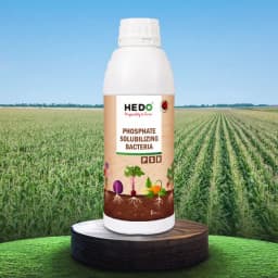 HEDO Phosphate Solubilizing Bacteria Liquid Bio Fertilizer, For Agriculture, Garden, Soil Fertility And Plant Nutrition. 7