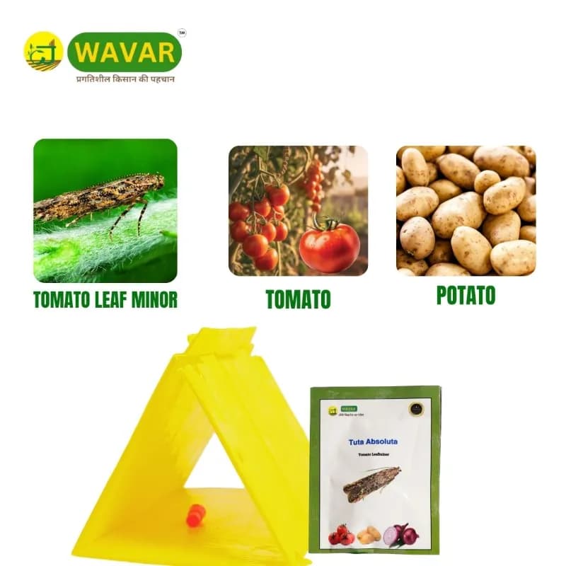 WAVAR Tuta Absoluta Delta Trap, Effective For Tomato Leaf Miner Pest Control In Crops - Image 4
