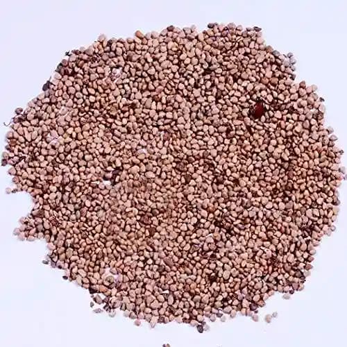 RK Seeds Fruit Seeds , Guava fruit Seeds , Amrut fruit Seeds , Psidium Guajava Seeds , Organic Guava Seed , Guava fruit Seeds, Guava fruit seeds - Image 3