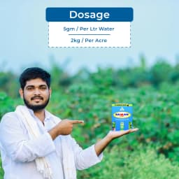 IPL Daman Beauveria Bassiana Bio Insecticide, Effective Control of Root Borer, Caterpillars & Sucking Pests 5