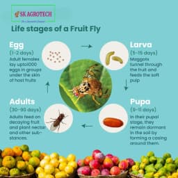 SK Agrotech Bactrocera Dorsalis Fruit Fly Pheromone Trap With Lure - Effective Solution For Mango, Papaya, Sapota, Etc. 8