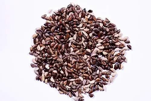 RK Seeds Napier Grass Seeds, Elephant Grass Seeds, Fodder seeds, Grass seeds, Napier grass High yield variety grass seeds ,cattle grass seeds - Image 2