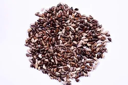 RK Napier Grass Seeds