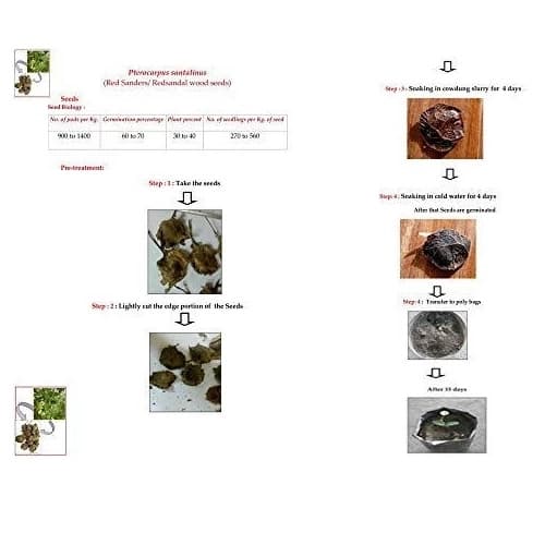 RK Seeds Red Sandalwood Seeds , Red Sandel , Lal Chandan , Pterocarpus santalinus Seeds , Redsandal Tree Seeds , Red Sandalwood tree Seeds plantation - Image 3