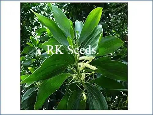 RK Seeds - Australian Teak Seeds, Acacia mangium Tree Seed, Black Wattle, Hickory Wattle, Mangium, Forest Mangrove, Natural seeds - Image 3
