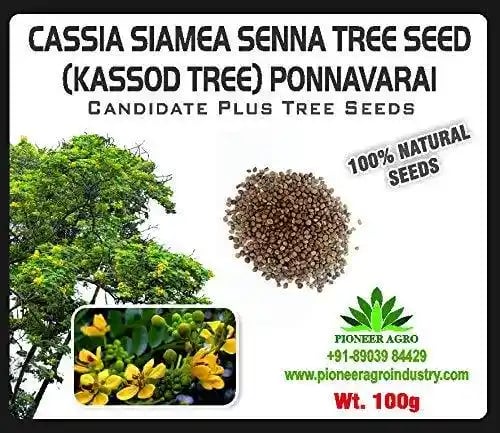 Bokashi Bran Cassia Siamea Senna Seeds Ponnavarai Seeds