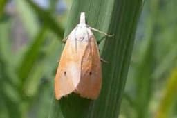 Funnel Trap With YSB Lure (Scirpophaga Incertulas) Yellow Stem Borer, Useful For Rice and Brinjal Fruit & Shoot Borer Moth. 5