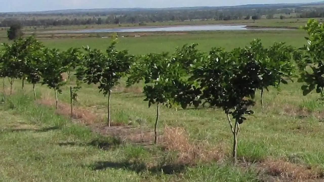SRI SAI FORESTRY Karanja (Millettia Pinnata) Indian Beach Tree, Pongamia Pinnata, Pongame oil tree, Liquid Fuel Tree Seeds - Image 7