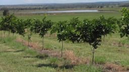 SRI SAI FORESTRY Karanja (Millettia Pinnata) Indian Beach Tree, Pongamia Pinnata, Pongame oil tree, Liquid Fuel Tree Seeds 7