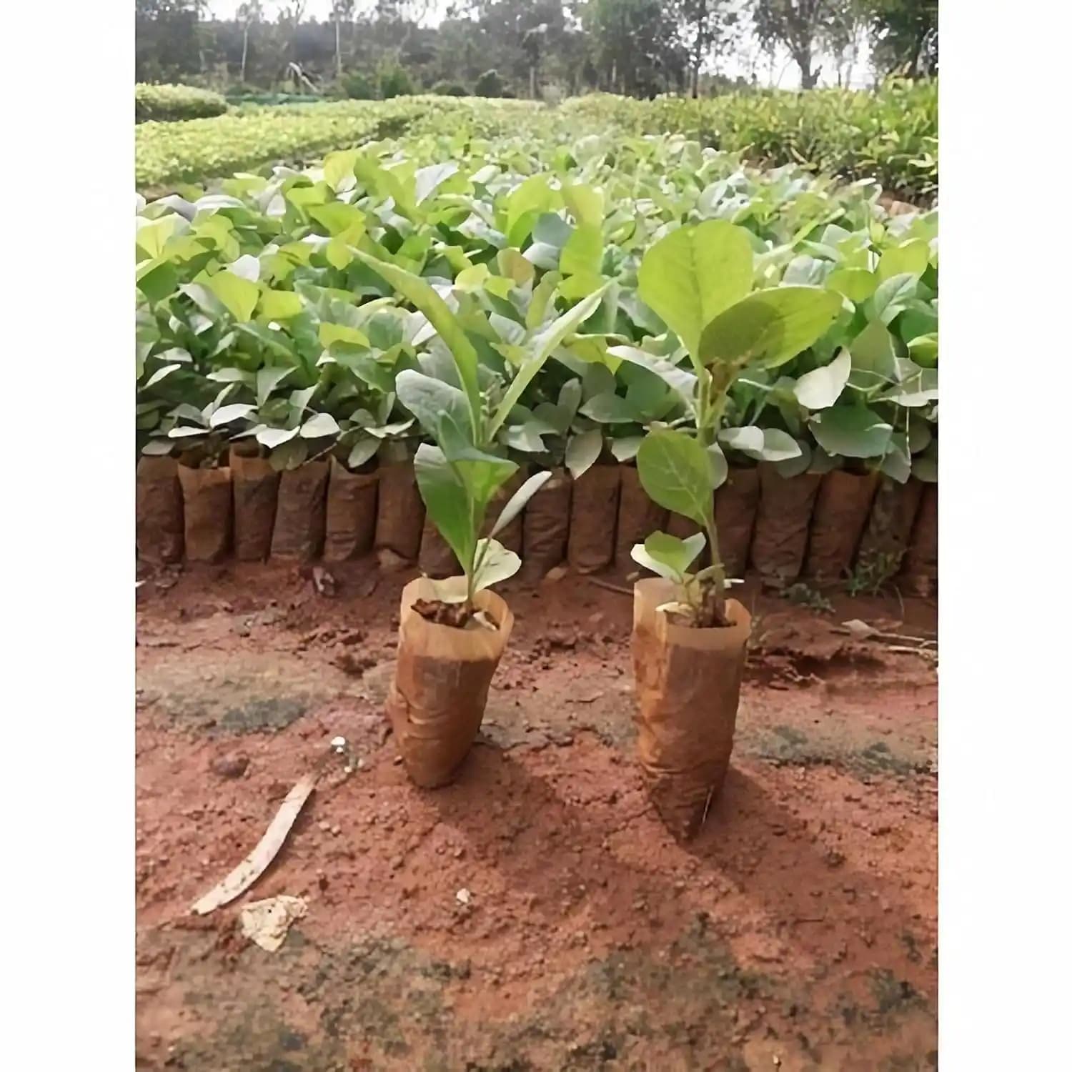 SRI SAI FORESTRY - Teak wood seeds (Sagwan) Tree Seeds, Excellent For Germination - Image 8