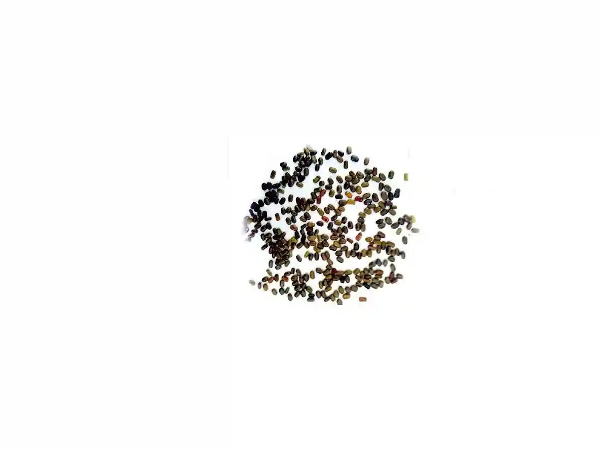Dhaincha Seeds - Sesbania Bispinosa Seeds