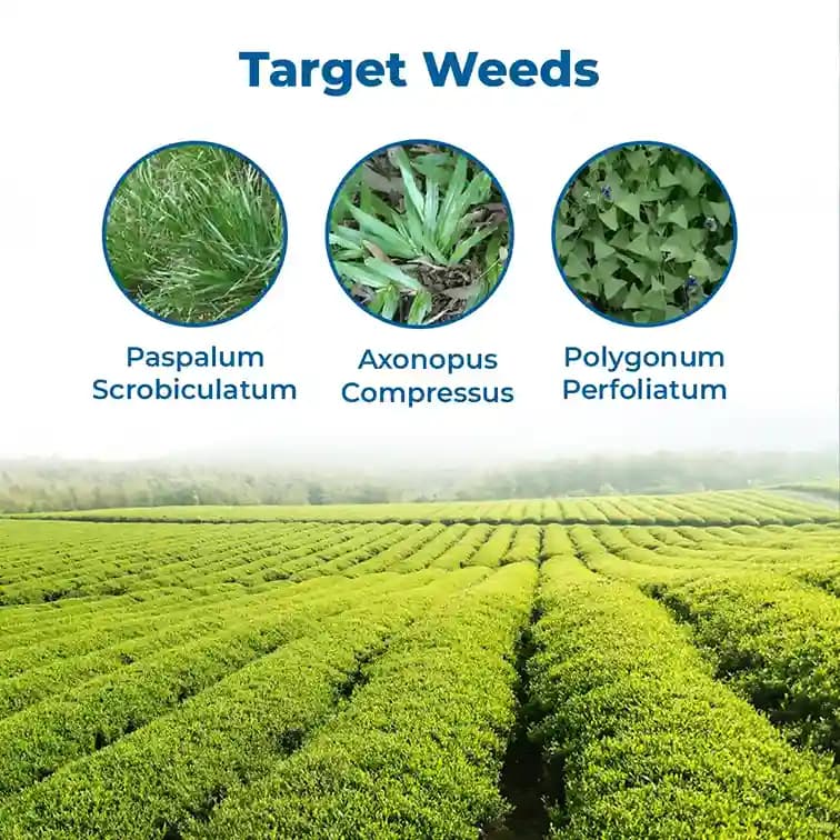Excel Sumitomo Glycel Glyphosate 41% SL Herbicide, Most Widely Used In Non-Crop and Tea Plantation - Image 3