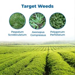 Excel Sumitomo Glycel Glyphosate 41% SL Herbicide, Most Widely Used In Non-Crop and Tea Plantation 3