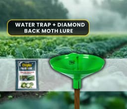 Chipku Pheromone Water Trap With Lure Plutella Xylostella To Catch Insect Diamond Black Moth (DBM) On Cabbage, Brocolli, Cauliflower Plants. 2