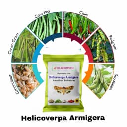 SK Agrotech Helicoverpa armigera (American Bollworm) Pheromone Trap With Lure - Effective Solution For Controlling Green Leaf-Eating Caterpillars 8