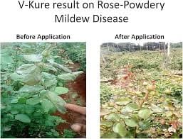 V Kure Bactericide & Fungicide Special, 100 % organic , Combination Of Eugenol, Thymol, potassium salts, cationic surface agent, sodium salts. - Image 6