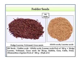 RK Seeds Combo Of Alfalfa seeds, Lucerne seeds And Hedge Lucerne Seeds, Cab Be used as animal fodder. 2