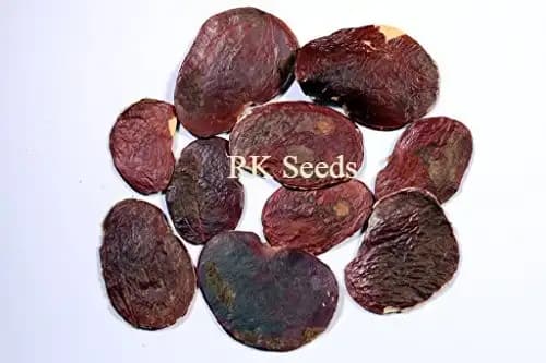 RK Seeds - Butea Monosperma Seeds , Palash seed, Flame Of Forest Tree Seeds - Ornamental Seeds Avenue Tree Seeds - Flowering Tree Seeds for planting - Image 3
