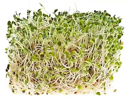 SK ORGANIC Combo Pack (Clover Seeds 500 Gm + Alfalfa Seeds 500 Gm) for Sprouting and Cultivation microgreens - Image 5