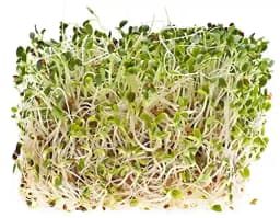 SK ORGANIC Combo Pack (Clover Seeds 500 Gm + Alfalfa Seeds 500 Gm) for Sprouting and Cultivation microgreens 5