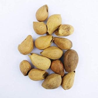 RK Seeds - Gmelina arborea seeds, Gamhar seed, White Teak, Gmelina, goomar teak seeds, Kashmir tree, Malay beechwood seeds, white teak seeds, Yamane, - Image 6