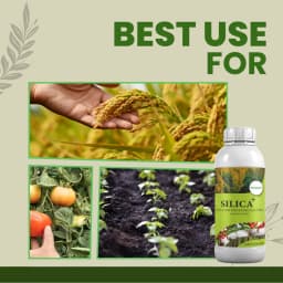 Katyayani Silica Plus Silica Solubilizing Bacteria Bio Fertilizer For Enhanced Silica Availability and Improved Plant Strength and Growth 4