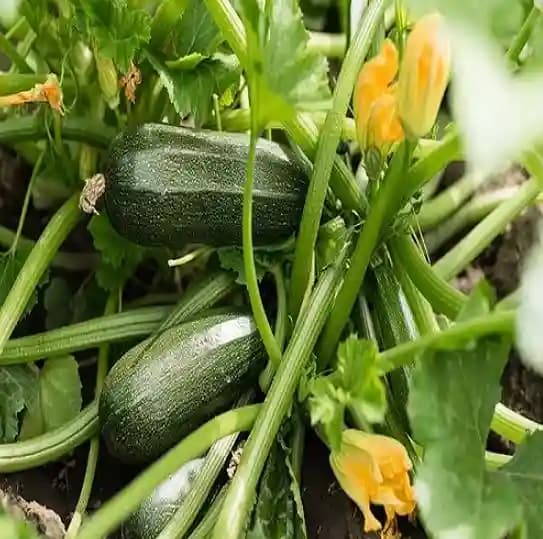 Jivit F1 Hybrid Karan Zucchini Seeds, Dark Green Variety, Vigorous Growing Bush Variety. - Image 1