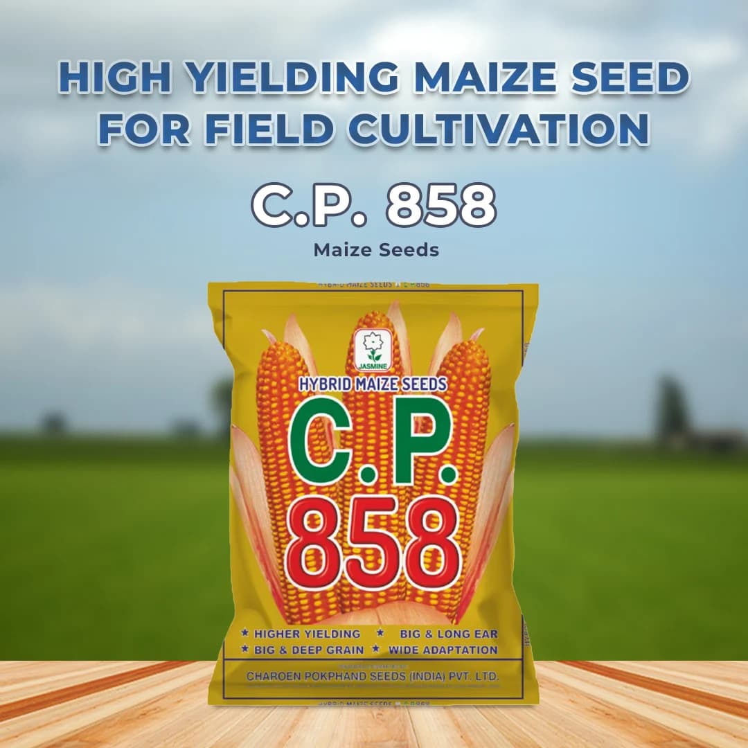 C.P. 858 Maize Seeds - Makka Seeds - Image 2