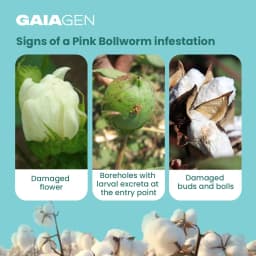 Gaiagen Pheromone Lure for Pink Bollworm (Pectinophora Gossypiella) And Insect Funnel Trap, IMO Certified. 4