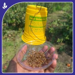 Sagar Fruit Fly Trap Glass, Bactocera Cucurbitae Lure, Effective Melon & Fruit Fly Control 8