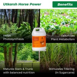 Utkarsh Horse Power (Ammonium Polyphosphate Fertilizer NPK 10:34:00), For Quick Maturity of Stem and Trunk of Plants and Trees 2