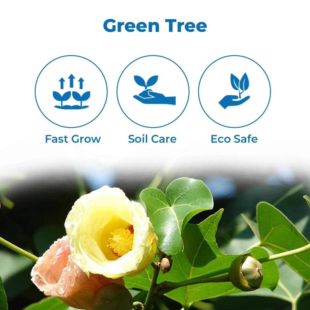 Thespesia Populnea (Poovarasan Tree) Tree Seed, Apple Shaped Fruit - Image 3