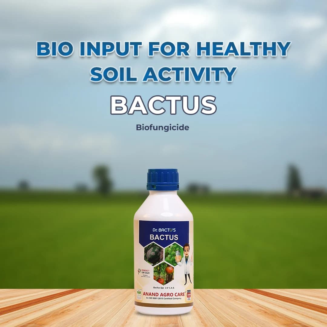 Dr. Bacto\'s Bactus (Bacillus subtilis) Control Anti Bacterial Diseases, It is An Eco-Friendly Biological Fungicide Based on Bacillus Subtilis - Image 2