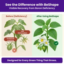 Utkarsh BeShape (Disodium Octaborate Tetrahydrate Boron 20%) (100% Water Soluble Foliar Spray), Helps With Pollination, and Fruit and Seed Development 4
